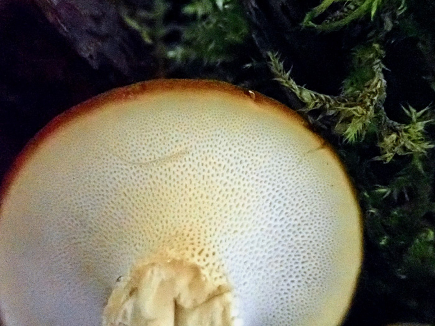 Photo by Penny Cullington Lentinus brumalis by Penny Cullington